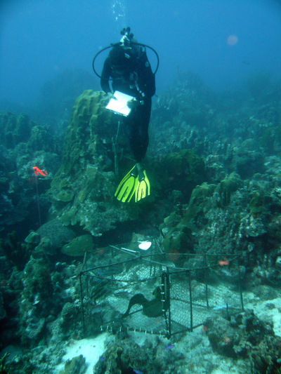 Ayana Johnson checking the fish trap 