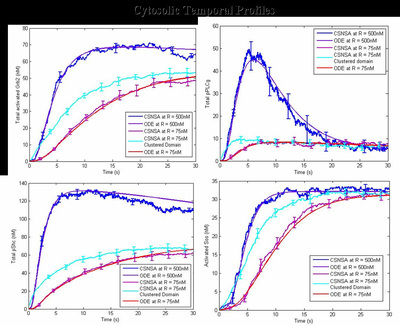 Fig. 3. Computed cytosolic temporal profiles